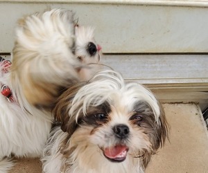 Shih Tzu Litter for sale in SAINT CHARLES, MO, USA