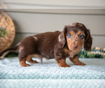 Small Photo #11 Dachshund Puppy For Sale in WILLARD, OH, USA