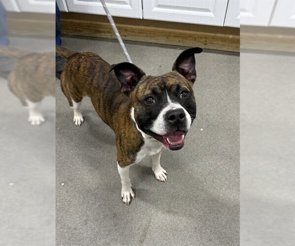 Medium Photo #1 Mutt Puppy For Sale in Forestville, MD, USA