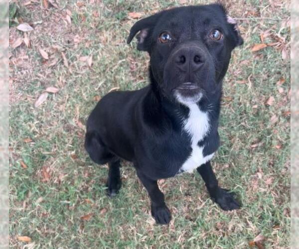 Medium Photo #2 Labrador Retriever-Unknown Mix Puppy For Sale in Texas City, TX, USA