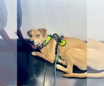 Small Photo #5 Aussiedor Puppy For Sale in Escondido, CA, USA