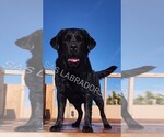 Small Photo #1 Labrador Retriever Puppy For Sale in PINON HILLS, CA, USA
