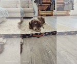 Small #8 Aussiedoodle