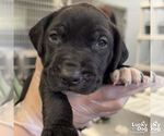 Small #2 Labrador Retriever Mix