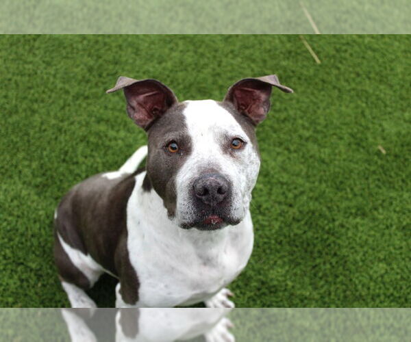 Medium Photo #1 Mutt Puppy For Sale in Chestertown, MD, USA