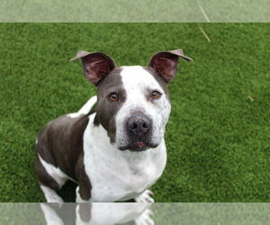 Mutt Dogs for adoption in Chestertown, MD, USA