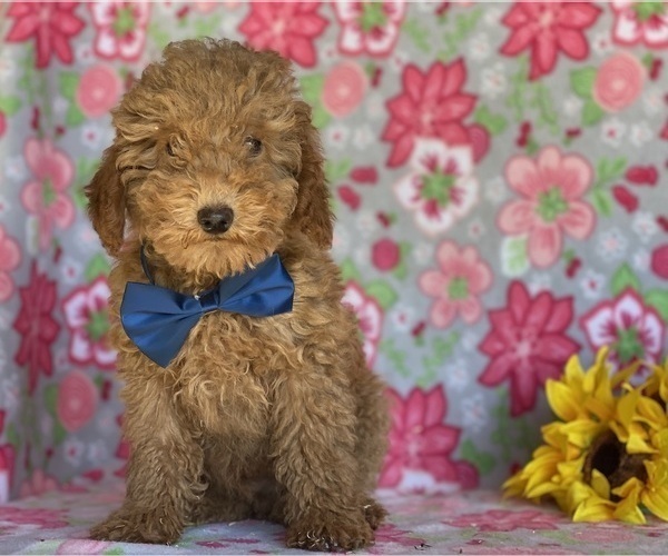 Medium Photo #4 Poodle (Toy) Puppy For Sale in LANCASTER, PA, USA