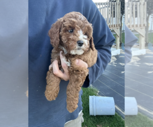 Goldendoodle (Miniature) Puppy for sale in MILWAUKEE, WI, USA