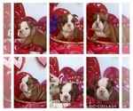 Small Photo #1 English Bulldogge Puppy For Sale in WICHITA FALLS, TX, USA