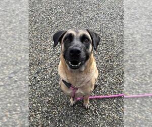 Anatolian Shepherd-Unknown Mix Dogs for adoption in Palmetto, FL, USA