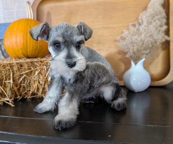 Medium Photo #2 Schnauzer (Miniature) Puppy For Sale in GOSHEN, IN, USA