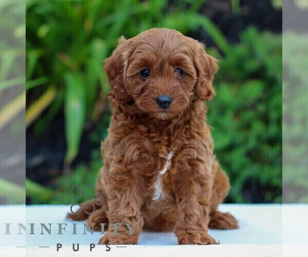 Medium Photo #1 Cavapoo Puppy For Sale in LITITZ, PA, USA