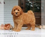 Small #3 Goldendoodle (Miniature)