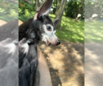 Small Photo #8 Chiweenie Puppy For Sale in Weston, FL, USA
