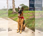 Small #27 German Shepherd Dog Mix