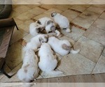 Small Photo #6 Great Pyrenees Puppy For Sale in DENTSVILLE, MD, USA