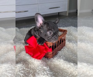 French Bulldog Puppy for sale in SAINT AUGUSTINE, FL, USA