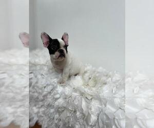 French Bulldog Puppy for Sale in HAZLETON, Pennsylvania USA
