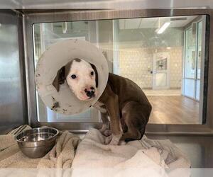 American Pit Bull Terrier-Unknown Mix Dogs for adoption in Grand Prairie, TX, USA