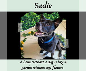 Sadie - Female Labrador Retriever-Unknown Mix Dog for Adoption - Photo #39