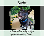 Small #38 Labrador Retriever Mix