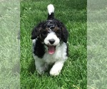 Small Photo #2 Bernedoodle Puppy For Sale in SPRINGFIELD, IL, USA