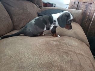 Dachshund Puppy for sale in MOUNTAIN HOME, AR, USA