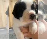 Small #4 Cane Corso-Saint Bernard Mix