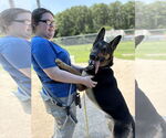 Small #6 German Shepherd Dog