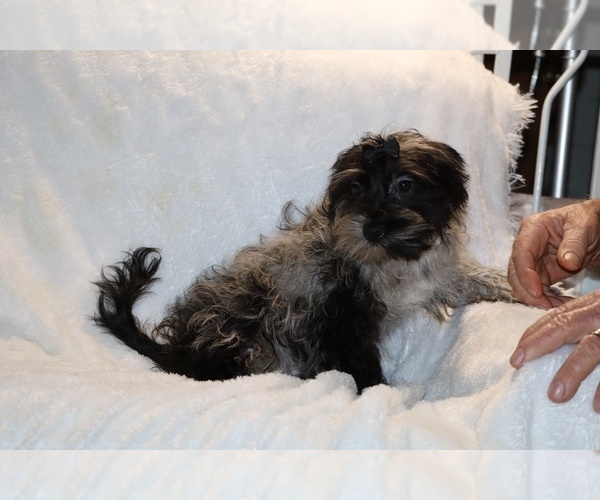 Medium Photo #24 Yorkiepoo mix (+ Poodle Toy) Puppy For Sale in DYERSBURG, TN, USA