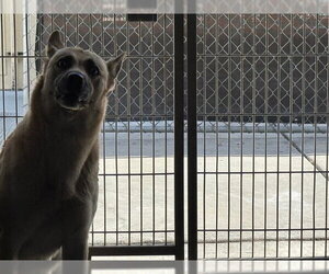 Siberian Husky Dogs for adoption in Downey, CA, USA