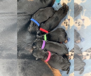 Rottweiler Puppy for sale in ARCADIA, FL, USA