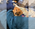 Small Photo #3 Dachshund-Unknown Mix Puppy For Sale in Hillsboro, MO, USA