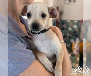 Chihuahua-Unknown Mix Dogs for adoption in Washington, DC, USA