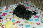 Small Photo #4 Morkie Puppy For Sale in ORO VALLEY, AZ, USA