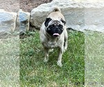 Small #3 Pug