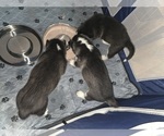 Small #14 Siberian Husky