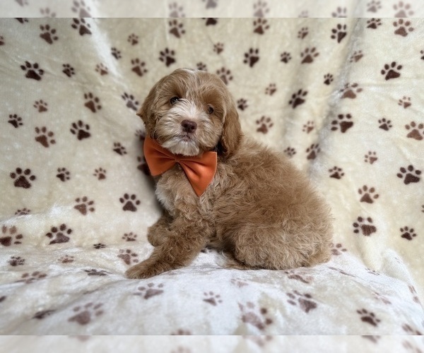 Medium Photo #2 Cockapoo (Miniature) Puppy For Sale in LAKELAND, FL, USA