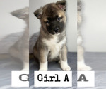 Small Photo #17 Akita-Alaskan Husky Mix Puppy For Sale in LEXINGTON, KY, USA