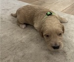 Puppy Green Goldendoodle