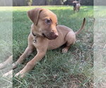 Small Photo #13 Golden Retriever-Unknown Mix Puppy For Sale in OKLAHOMA CITY, OK, USA