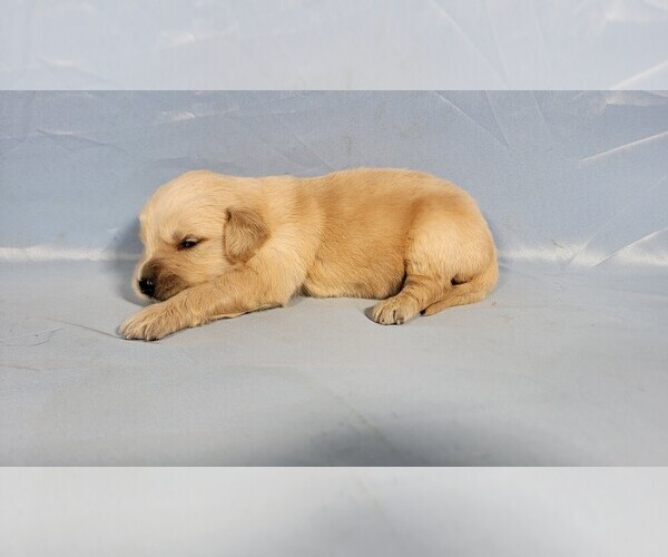 Medium Photo #68 Golden Retriever Puppy For Sale in FALCON, CO, USA