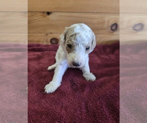 Poodle (Standard) Puppy for sale in WILLIAMSTOWN, KY, USA
