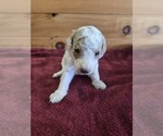 Image preview for Ad Listing. Nickname: Cinnamon