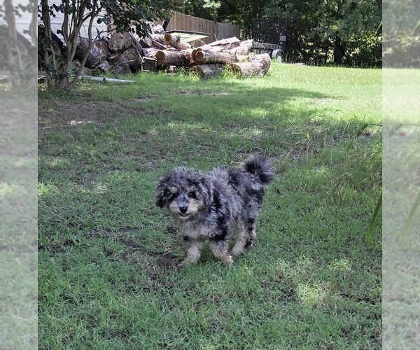 Medium Photo #9 Aussiedoodle Puppy For Sale in WILLS POINT, TX, USA