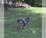 Small #8 Aussiedoodle