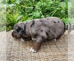 Small #8 F2 Aussiedoodle