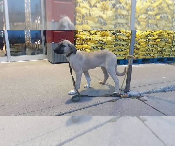 Medium Photo #3 Kangal Dog Puppy For Sale in East Garafraxa, Ontario, Canada