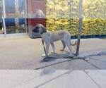 Small Photo #3 Kangal Dog Puppy For Sale in East Garafraxa, Ontario, Canada