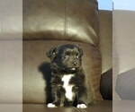 Small #17 Chihuahua